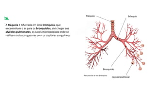 A traqueia é bifurcada em dois brônquios, que
encaminham o ar para os bronquíolos, até chegar aos
alvéolos pulmonares, os sacos microscópicos onde se
realizam as trocas gasosas com os capilares sanguíneos.
Brônquio
Traqueia
Alvéolo pulmonar
Bronquíolo
Percurso do ar nos brônquios.

 