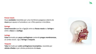 Fossas nasais
Duas cavidades revestidas por uma membrana pegajosa coberta de
muco que aquece e humedece o ar e filtra poeiras e micróbios.
Faringe
Canal muscular que faz a ligação entre as fossas nasais e a laringe e
entre a boca e o esófago.
Laringe
Caixa formada por peças cartilagíneas contendo pregas membranosas,
as cordas vocais. Liga a faringe à traqueia.
Traqueia
Tubo formado por anéis cartilagíneos incompletos, revestido por
células ciliadas e por células produtoras de muco.

 