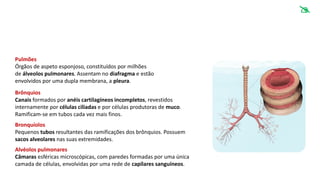 Pulmões
Órgãos de aspeto esponjoso, constituídos por milhões
de álveolos pulmonares. Assentam no diafragma e estão
envolvidos por uma dupla membrana, a pleura.
Brônquios
Canais formados por anéis cartilagíneos incompletos, revestidos
internamente por células ciliadas e por células produtoras de muco.
Ramificam-se em tubos cada vez mais finos.
Bronquíolos
Pequenos tubos resultantes das ramificações dos brônquios. Possuem
sacos alveolares nas suas extremidades.
Alvéolos pulmonares
Câmaras esféricas microscópicas, com paredes formadas por uma única
camada de células, envolvidas por uma rede de capilares sanguíneos.

 