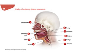 Fossas nasais
Cavidade
oral
Língua
Amígdalas
Faringe
Esófago
Laringe Traqueia
Epiglote
?
?
?
?
?
?
?
?
?
?
?
Órgãos e funções do sistema respiratório
Percurso do ar nas fossas nasais e na faringe.
 