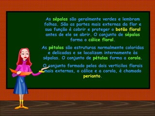 As  sépalas  são geralmente verdes e lembram folhas. São as partes mais externas da flor e sua função é cobrir e proteger o  botão floral  antes de ele se abrir. O conjunto de  sépalas  forma o  cálice floral . As  pétalas  são estruturas normalmente coloridas e delicadas e se localizam internamente às sépalas. O conjunto de  pétalas  forma a  corola . O conjunto formado pelos dois verticilos florais mais externos, o cálice e a corola, é chamado  perianto . 