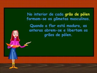No interior de cada  grão de pólen  formam-se os gâmetas masculinos. Quando a flor está madura, as anteras abrem-se e libertam os grãos de pólen. 