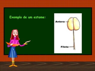 Exemplo de um estame: 