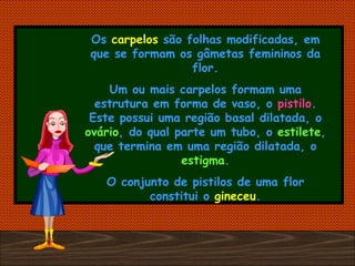 Os  carpelos  são folhas modificadas, em que se formam os gâmetas femininos da flor. Um ou mais carpelos formam uma estrutura em forma de vaso, o  pistilo . Este possui uma região basal dilatada, o  ovário , do qual parte um tubo, o  estilete , que termina em uma região dilatada, o  estigma . O conjunto de pistilos de uma flor constitui o  gineceu . 