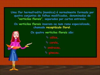 Uma flor hermafrodita (monóica) é normalmente formada por quatro conjuntos de folhas modificadas, denominadas de  “verticilos florais” , separados por curtos entrenós. Os  verticilos florais  inserem-se num ramo especializado, chamado  receptáculo floral . Os quatro  verticilos florais  são: cálice , corola , androceu, gineceu . 