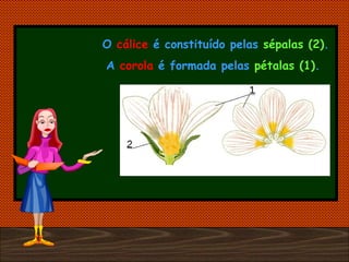 O  cálice  é constituído pelas  sépalas (2) . A  corola  é formada pelas  pétalas (1) .  