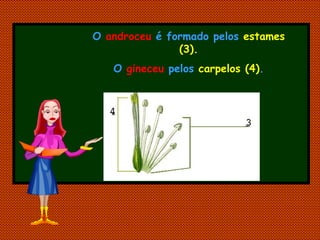 O  androceu   é formado pelos  estames (3). O  gineceu  pelos  carpelos (4) . 