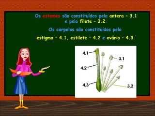 Os  estames  são constituídos pela  antera   – 3.1  e pelo  filete – 3.2 . Os carpelos são constituídos pelo  estigma – 4.1, estilete – 4.2  e   ovário – 4.3 . 