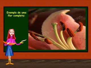 Exemplo de uma flor completa: 