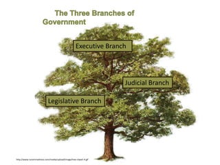 Local Government Tree Three Branches Of Government Tree Clipart