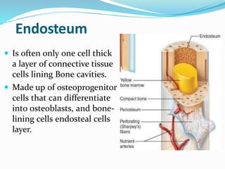 Endosteum
 Is often only one cell thick
a layer of connective tissue
cells lining Bone cavities.
 Made up of osteoprogenitor
cells that can differentiate
into osteoblasts, and bone-
lining cells endosteal cells
layer.
 