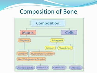 Composition of Bone
 