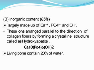 (B) Inorganic content (65%)
 largely made up of Ca++ , PO4--- and OH-.
• Theseions arranged parallel to the direction of
collagen fibers by forming acrystalline structure
called asHydroxyapatite .
Ca10(Po4)6(OH)2
Living bone contain 20%of water.
 