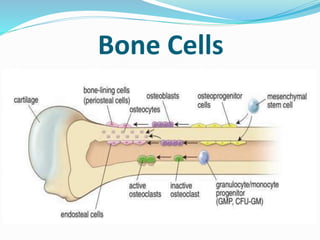 Bone Cells
 