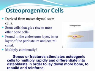 Osteoprogenitor Cells
 Derived from mesenchymal stem
cells.
 Stem cells that give rise to most
other bone cells.
 Found in the endosteum layer, inner
layer of the periosteum and central
canal.
 Multiply continually!
Stress or fractures stimulates osteogenic
cells to multiply rapidly and differentiate into
osteoblasts in order to lay down more bone, to
rebuild and reinforce.
 