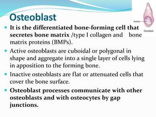 Osteoblast
 It is the differentiated bone-forming cell that
secretes bone matrix /type I collagen and bone
matrix proteins (BMPs).
 Active osteoblasts are cuboidal or polygonal in
shape and aggregate into a single layer of cells lying
in apposition to the forming bone.
 Inactive osteoblasts are flat or attenuated cells that
cover the bone surface.
 Osteoblast processes communicate with other
osteoblasts and with osteocytes by gap
junctions.
 