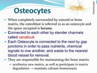 Osteocytes
 When completely surrounded by osteoid or bone
matrix, the osteoblast is referred to as an osteocyte and
the space occupied is lacuna.
 Connected to each other by slender channels
called canaliculi.
 Each Osteocyte is connected to the next by gap
junctions in order to pass nutrients, chemical
signals to one another, and waste to the nearest
blood vessel for removal.
 They are responsible for maintaining the bone matrix.
 synthesize new matrix, as well as participate in matrix
degradation → maintain calcium homeostasis
 