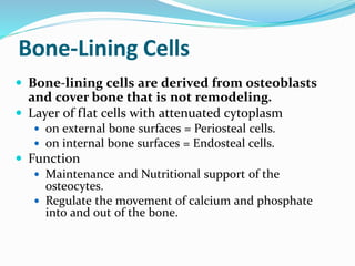 Bone-Lining Cells
 Bone-lining cells are derived from osteoblasts
and cover bone that is not remodeling.
 Layer of flat cells with attenuated cytoplasm
 on external bone surfaces = Periosteal cells.
 on internal bone surfaces = Endosteal cells.
 Function
 Maintenance and Nutritional support of the
osteocytes.
 Regulate the movement of calcium and phosphate
into and out of the bone.
 