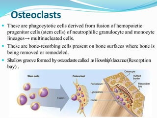 Osteoclasts
 These are phagocytotic cells derived from fusion of hemopoietic
progenitor cells (stem cells) of neutrophilic granulocyte and monocyte
lineages→ multinucleated cells.
 These are bone-resorbing cells present on bone surfaces where bone is
being removed or remodeled.
 Shallowgrooveformed byosteoclasts called asHowship’slacunae(Resorption
bay) .
 