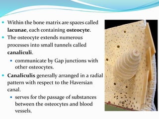  Within the bone matrix are spaces called
lacunae, each containing osteocyte.
 The osteocyte extends numerous
processes into small tunnels called
canaliculi.
 communicate by Gap junctions with
other osteocytes.
 Canaliculis generally arranged in a radial
pattern with respect to the Haversian
canal.
 serves for the passage of substances
between the osteocytes and blood
vessels.
 