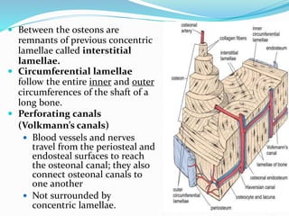  Between the osteons are
remnants of previous concentric
lamellae called interstitial
lamellae.
 Circumferential lamellae
follow the entire inner and outer
circumferences of the shaft of a
long bone.
 Perforating canals
(Volkmann’s canals)
 Blood vessels and nerves
travel from the periosteal and
endosteal surfaces to reach
the osteonal canal; they also
connect osteonal canals to
one another
 Not surrounded by
concentric lamellae.
 