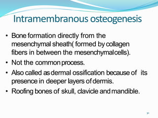 30
Intramembranousosteogenesis
• Bone formation directly from the
mesenchymal sheath( formed bycollagen
fibers in between the mesenchymalcells).
• Not the commonprocess.
• Also called asdermal ossification becauseof its
presence in deeper layers ofdermis.
• Roofing bones of skull, clavicle andmandible.
 