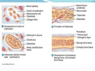 Intramembranous ossification
• Mesenchymal cells condensation
• Secretion of organic matrix by the
mesenchymal cells which consists of collagen
fibers. Thusforming the mesenchymalsheath.
• Localized differentiation of osteoblasts within
sheath
 