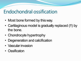 Endochondralossification
• Most bone formed by thisway.
• Cartilaginous model is gradually replaced (!!) by
the bone.
• Chondrocyte hypertrophy
• Degeneration and calcification
• Vascular invasion
• Ossificaton
 