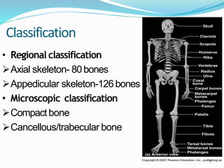 • Regional classification
Axial skeleton- 80bones
Appedicular skeleton-126 bones
• Microscopic classification
Compact bone
Cancellous/trabecular bone
Classification
4
 