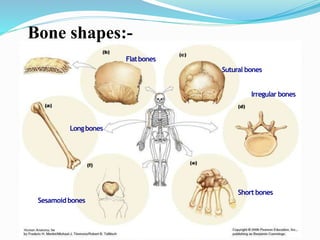 Longbones
Short bones
Flatbones
Sesamoidbones
Sutural bones
Irregular bones
Bone shapes:-
 