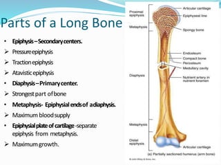 Parts of a Long Bone
• Epiphysis–Secondarycenters.
 Pressureepiphysis
 Tractionepiphysis
 Atavisticepiphysis
• Diaphysis–Primarycenter.
 Strongestpart ofbone
• Metaphysis- Epiphysialendsof adiaphysis.
 Maximumbloodsupply
• Epiphysialplateofcartilage-separate
epiphysis from metaphysis.
 Maximumgrowth.
 