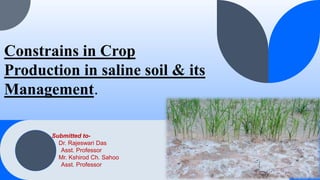 Constrains in Crop
Production in saline soil & its
Management.
Submitted to-
Dr. Rajeswari Das
Asst. Professor
Mr. Kshirod Ch. Sahoo
Asst. Professor
 