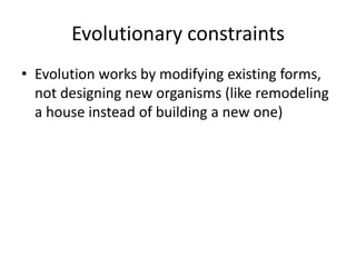 Constraints | PPTX