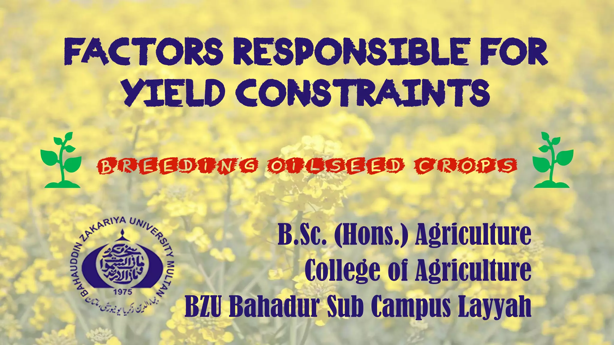 Factors Responsible for
Yield Constraints
B.Sc. (Hons.) Agriculture
College of Agriculture
BZU Bahadur Sub Campus Layyah
Breeding Oilseed Crops