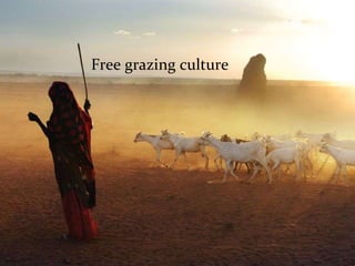 Constraints to supply of high quality feed to smallholder livestock producers in Ethiopia – some reflections