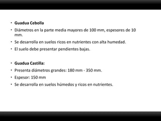  Guadua Cebolla
 Diámetros en la parte media mayores de 100 mm, espesores de 10
  mm.
 Se desarrolla en suelos ricos en nutrientes con alta humedad.
 El suelo debe presentar pendientes bajas.


 Guadua Castilla:
 Presenta diámetros grandes: 180 mm - 350 mm.
 Espesor: 150 mm
 Se desarrolla en suelos húmedos y ricos en nutrientes.
 