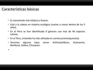 Características básicas

    Es claramente más elástico y liviano.
    Está a la cabeza en materia ecológica (vuelve a crecer dentro de los 5
     años).
    En el Perú se han identificado 9 géneros con más de 40 especies
     nativas.
    En el Perú, el bambú ha sido utilizado en construcciones(quincha).
    Tenemos algunos tipos          como:    Arthrostylidium,   Aulonemia,
     Bambusa, Gadua, Chusquea.
   
 