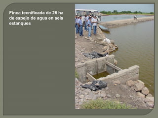 Finca tecnificada de 26 ha
de espejo de agua en seis
estanques
 