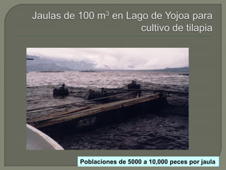 Poblaciones de 5000 a 10,000 peces por jaula
 