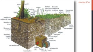 evolución
 