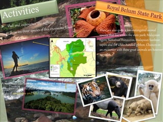 A manmade lake used for water catchment men has a variety 
of freshwater fish the place is full with small islands (actually 
peaks of mountains and hills) that can be visited. 
There are also quite a few endangered animal 
species that live within the state park; Malaysian 
tigers, Sumatran rhinoceros, Malaysian Sunbear, 
tapirs and the white-handed gibbon. Chances on 
an encounter with these great animals are however 
very slim. 
 