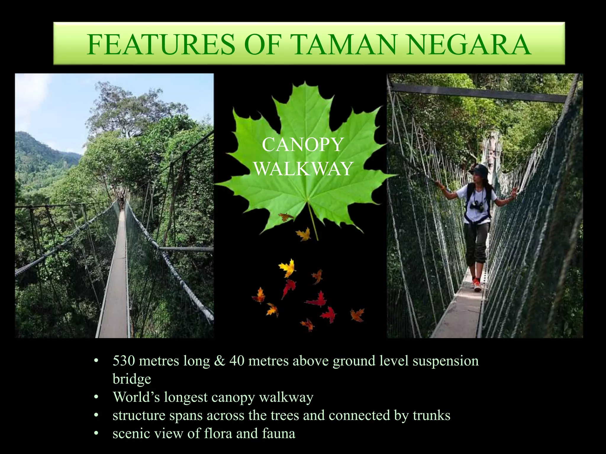 FEATURES OF TAMAN NEGARA
CANOPY
WALKWAY
• 530 metres long & 40 metres above ground level suspension
bridge
• World’s longest canopy walkway
• structure spans across the trees and connected by trunks
• scenic view of flora and fauna
 
