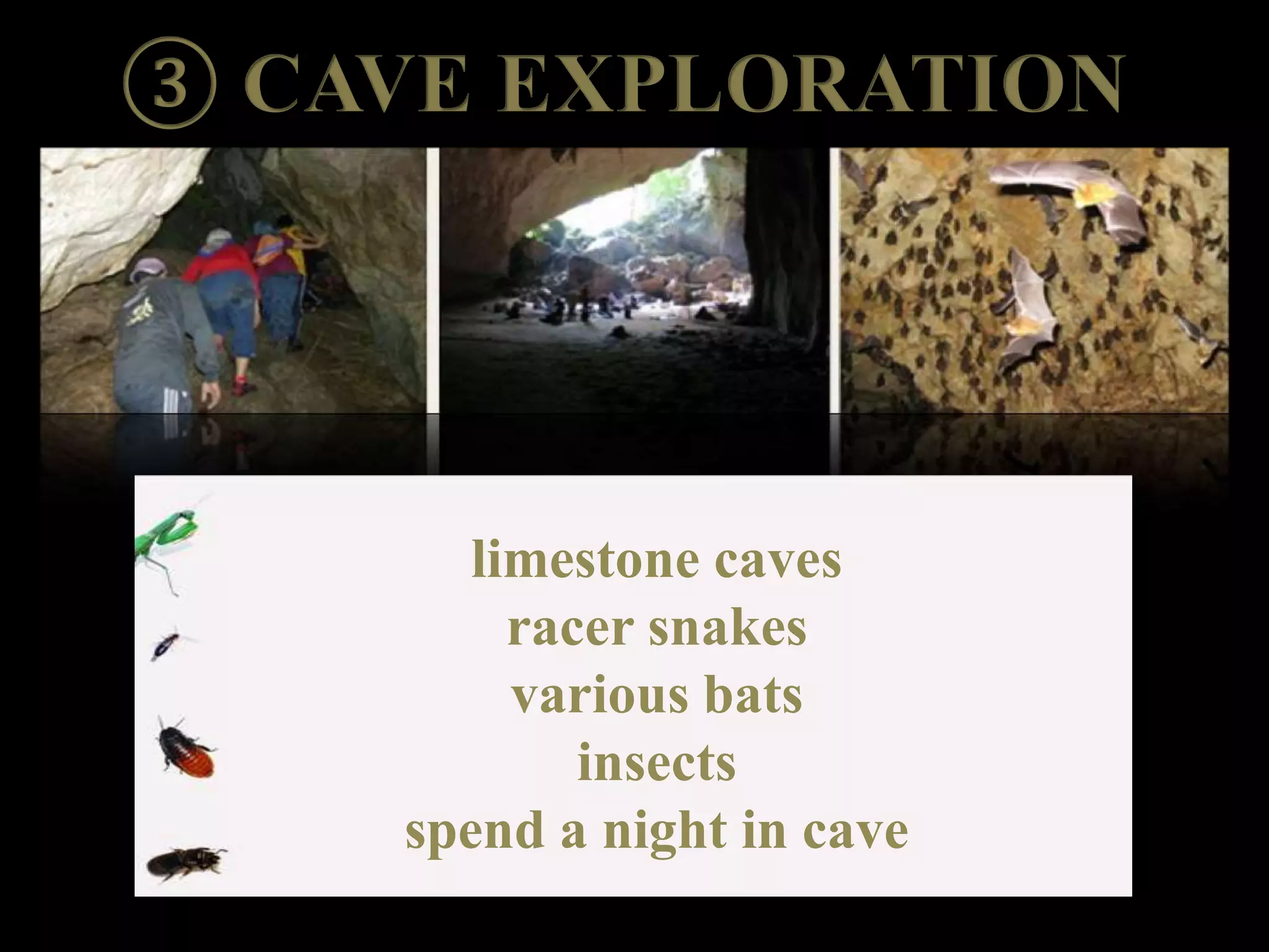 limestone caves
racer snakes
various bats
insects
spend a night in cave
 