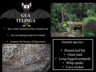 GUA
TELING
A
GUA
TELINGA
• has a rock formation like a human ear
• has an underground river tunnel
• protects the beauty of limestones Animal species :
• Round-leaf bat
• Giant toad
• Long-legged centipede
• Whip-spider
• Cave cricket
 