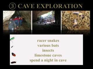 racer snakes
various bats
insects
limestone caves
spend a night in cave
 