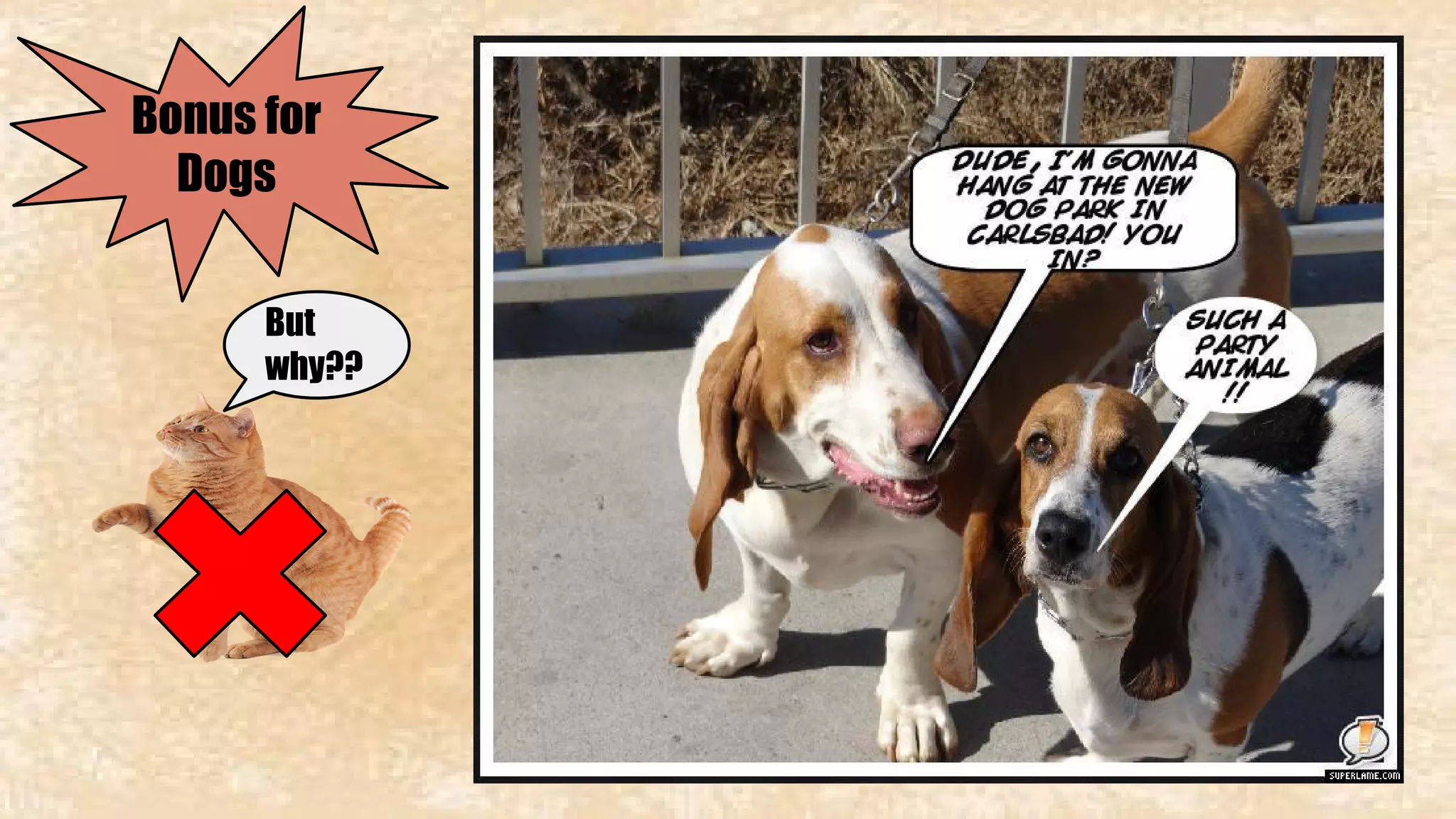 Bonus for 
Dogs 
But 
why?? 
 