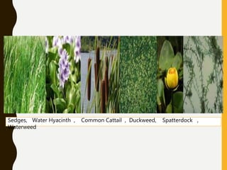 Sedges, Water Hyacinth , Common Cattail , Duckweed, Spatterdock ,
Waterweed
 