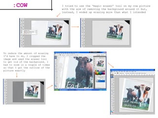 I tried to use the ‘magic eraser’ tool on my cow picture with the aim of removing the background around it but, instead, I ended up erasing more than what I intended To reduce the amount of erasing I’d have to do, I cropped the image and used the eraser tool to get rid of the background. I had to zoom in a couple of times so that I got the outline of the picture exactly  :COW 