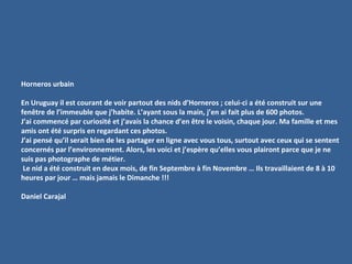 Horneros urbain
En Uruguay il est courant de voir partout des nids d’Horneros ; celui-ci a été construit sur une
fenêtre de l’immeuble que j’habite. L’ayant sous la main, j’en ai fait plus de 600 photos.
J’ai commencé par curiosité et j’avais la chance d’en être le voisin, chaque jour. Ma famille et mes
amis ont été surpris en regardant ces photos.
J’ai pensé qu’il serait bien de les partager en ligne avec vous tous, surtout avec ceux qui se sentent
concernés par l’environnement. Alors, les voici et j’espère qu’elles vous plairont parce que je ne
suis pas photographe de métier.
Le nid a été construit en deux mois, de fin Septembre à fin Novembre … Ils travaillaient de 8 à 10
heures par jour … mais jamais le Dimanche !!!
Daniel Carajal
 