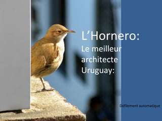 L’Hornero:
Le meilleur
architecte
Uruguay:
Défilement automatique
 